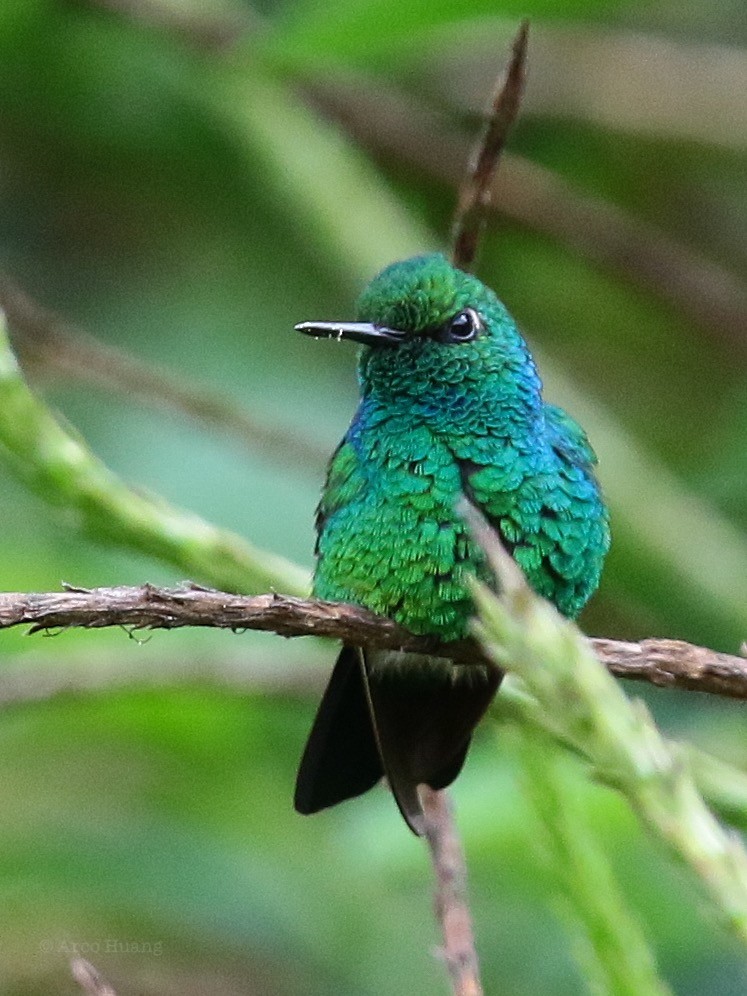 Blue-tailed Emerald - ML199097551