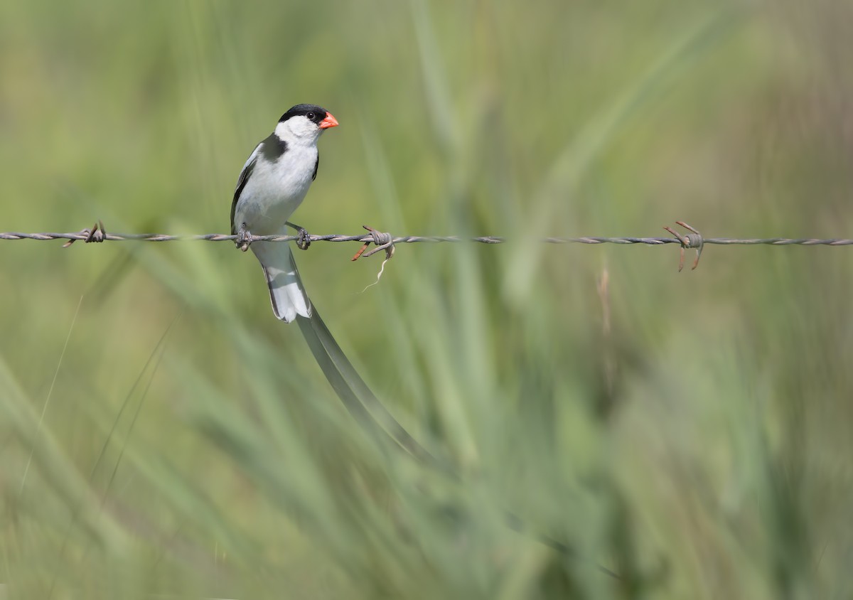 Pin-tailed Whydah - ML199098591