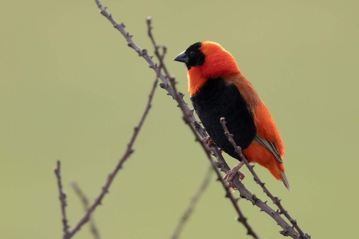 Southern Red Bishop - Marco Valentini