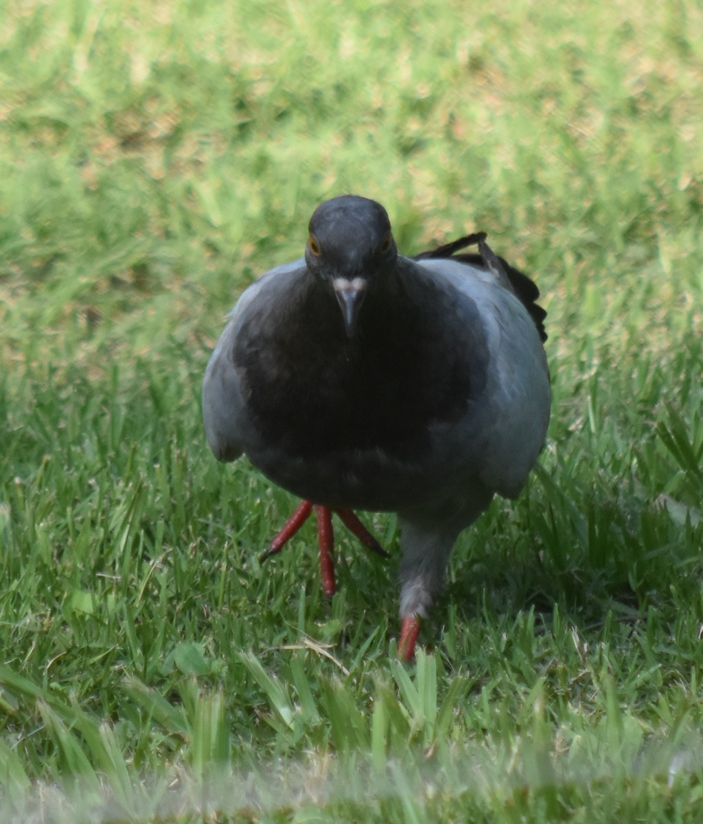 Rock Pigeon (Feral Pigeon) - ML199101931