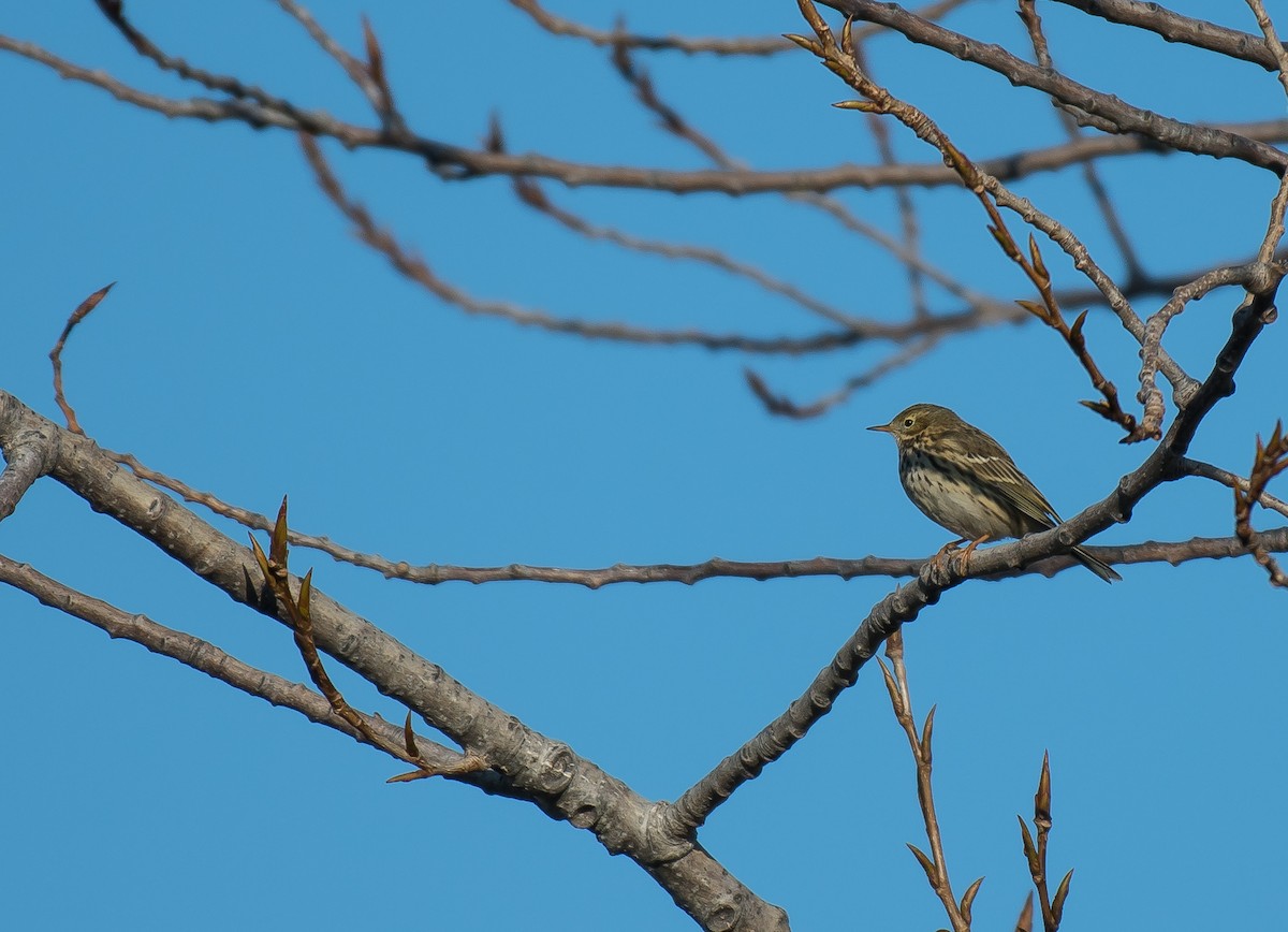 Meadow Pipit - ML199102251