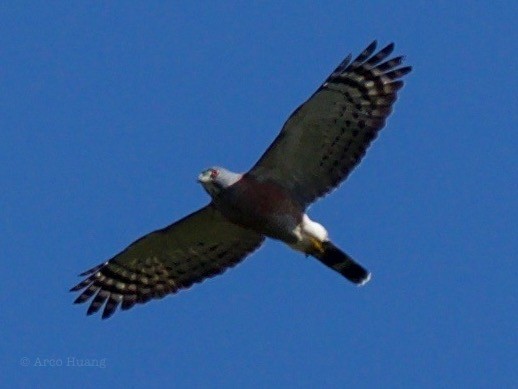 Double-toothed Kite - Anonymous