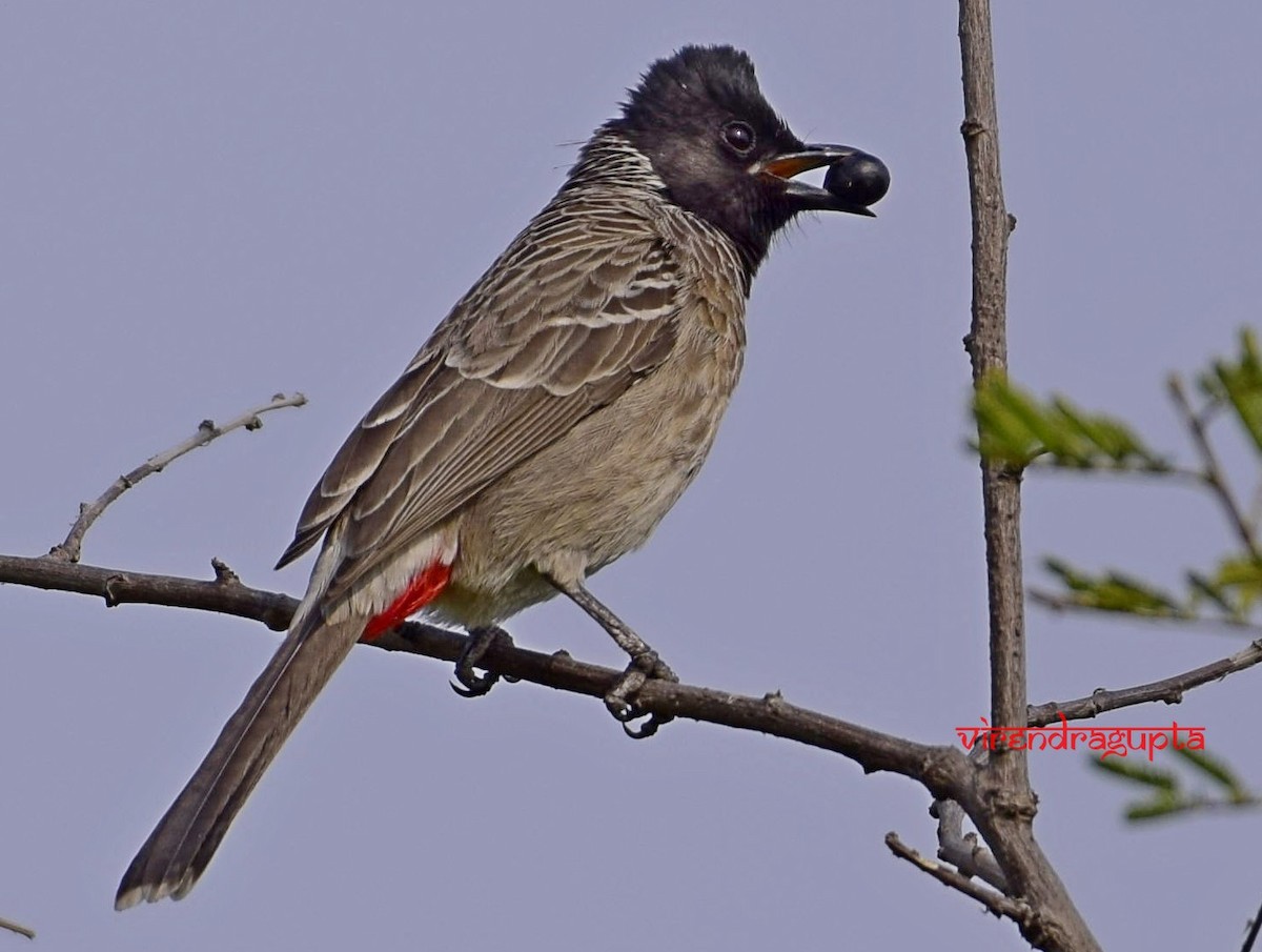 Red-vented Bulbul - ML199102831