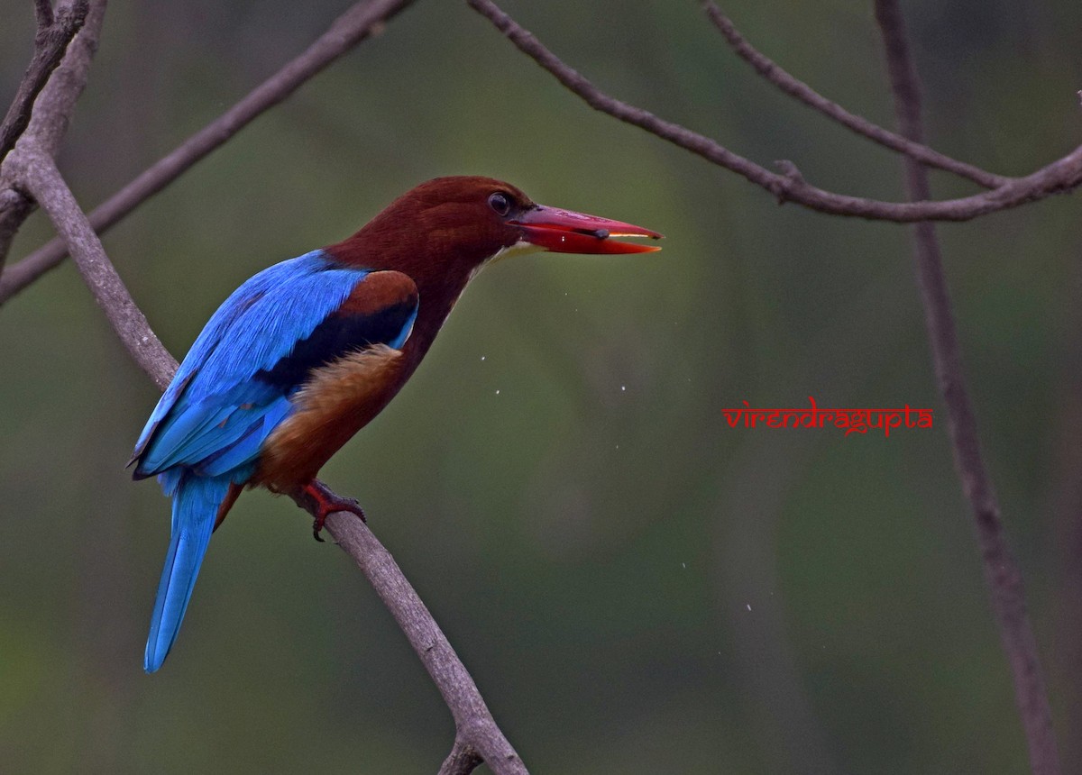 White-throated Kingfisher - Virendra Gupta