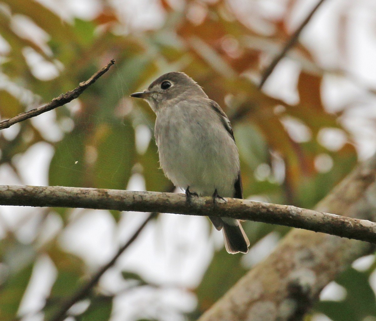 Ebird Checklist - 13 Jan 2020 - Genting Highlands--awana Pumphouse Road 