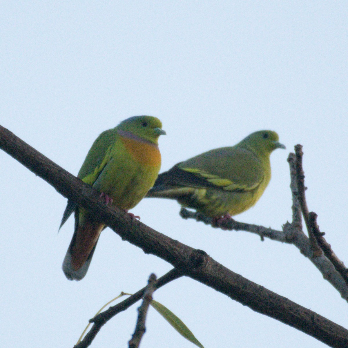 Orange-breasted Green-Pigeon - ML199113461