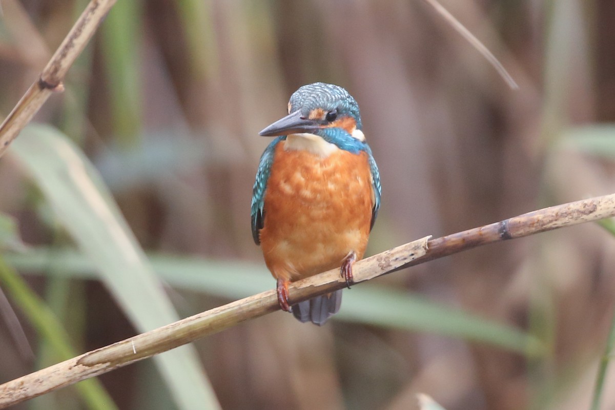 Common Kingfisher - Leonardo Rassu