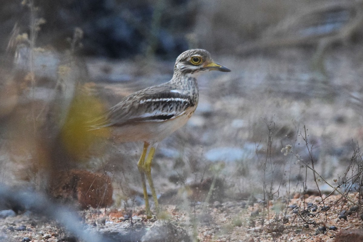 Indian Thick-knee - M Vinay