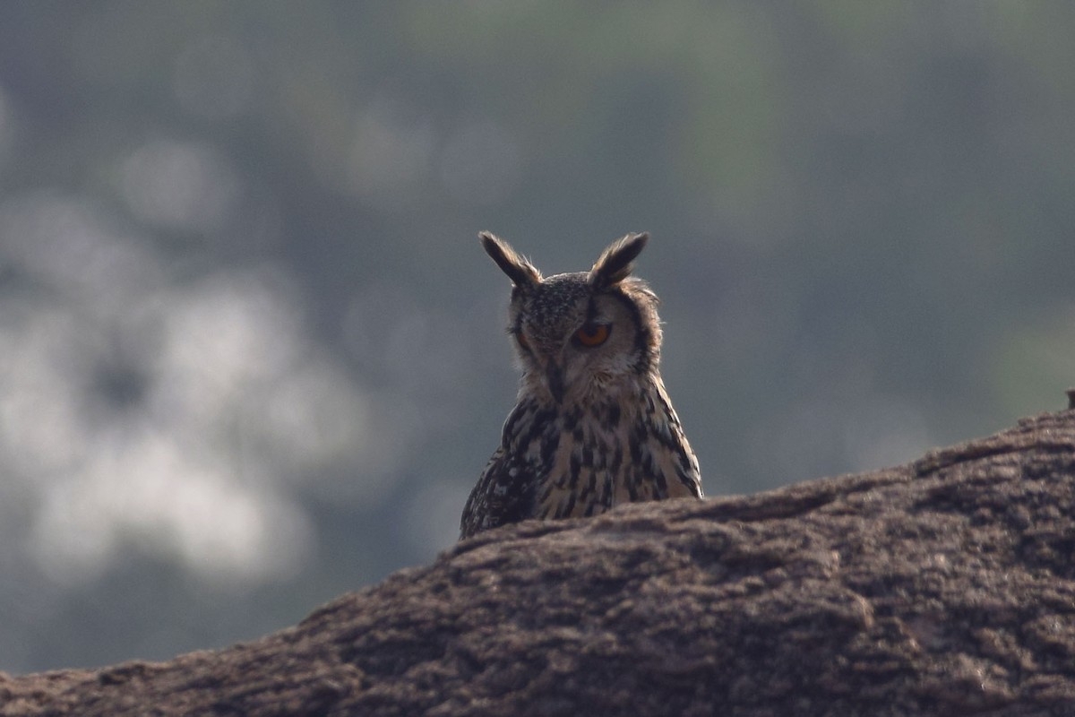 Rock Eagle-Owl - M Vinay