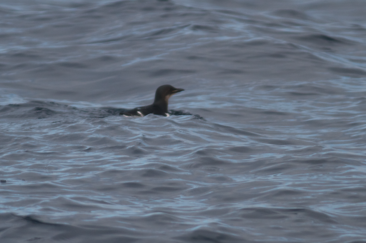 Thick-billed Murre - ML199117401