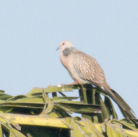 Spotted Dove - ML199117731
