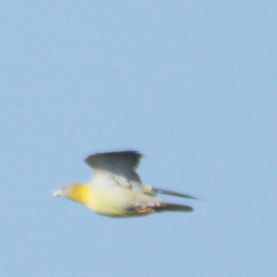 Yellow-footed Green-Pigeon - ML199117751