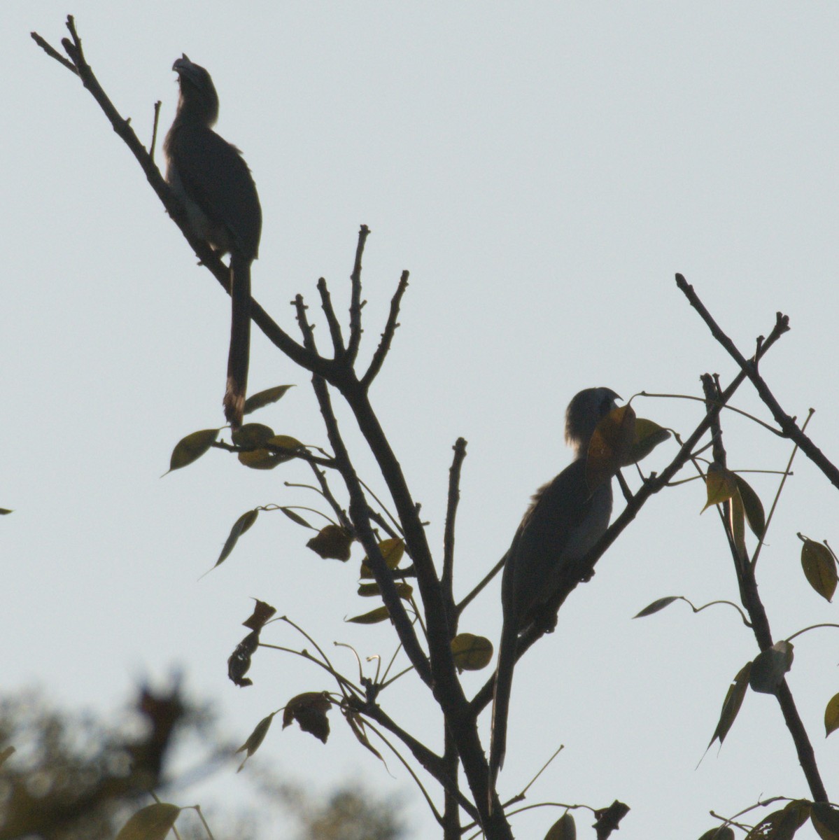 Indian Gray Hornbill - Srinivas Mallela