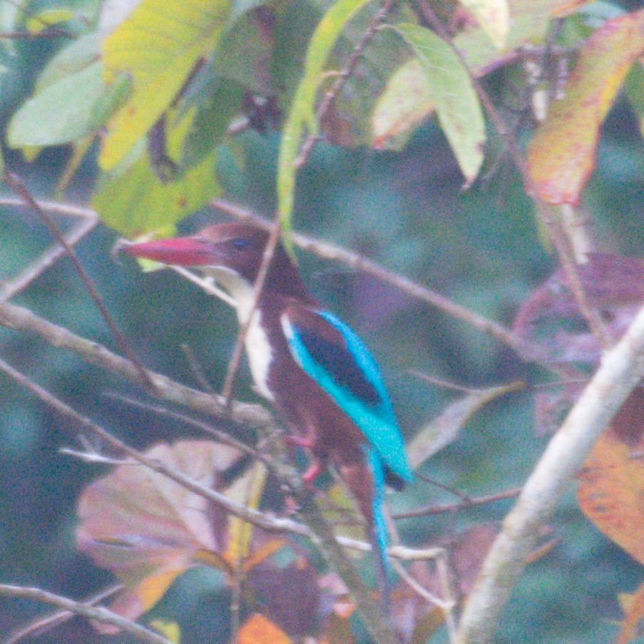 White-throated Kingfisher - ML199118021