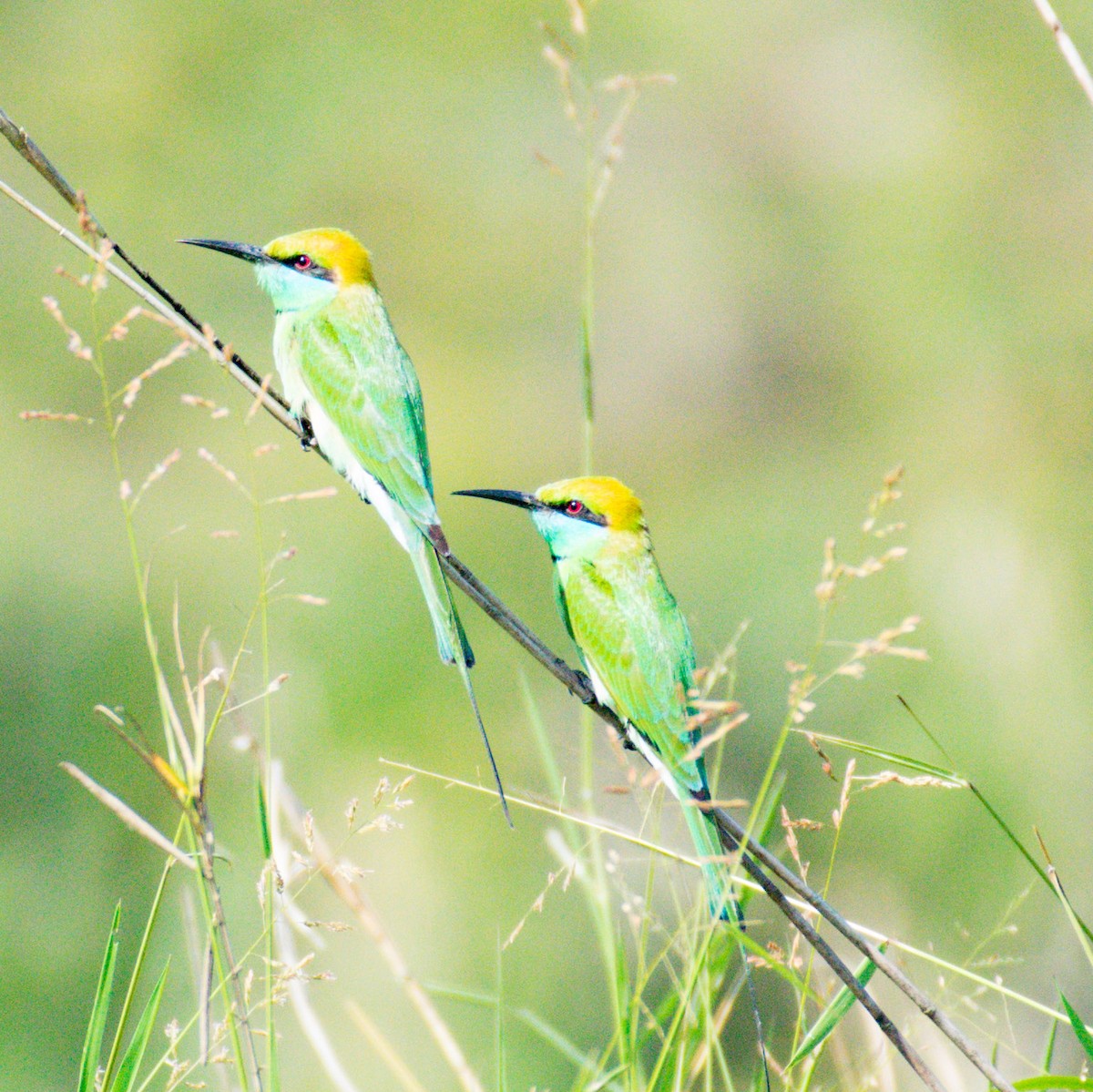 Asian Green Bee-eater - ML199118061