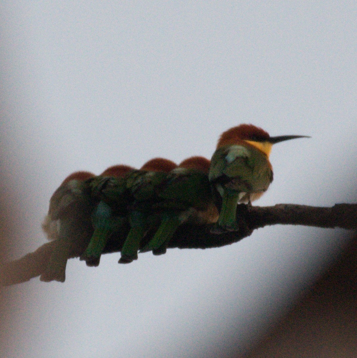 Chestnut-headed Bee-eater - ML199118151