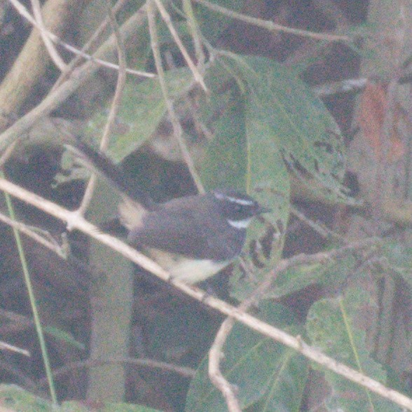 Spot-breasted Fantail - ML199118301