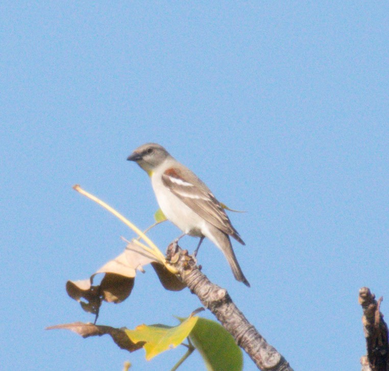 Yellow-throated Sparrow - Srinivas Mallela