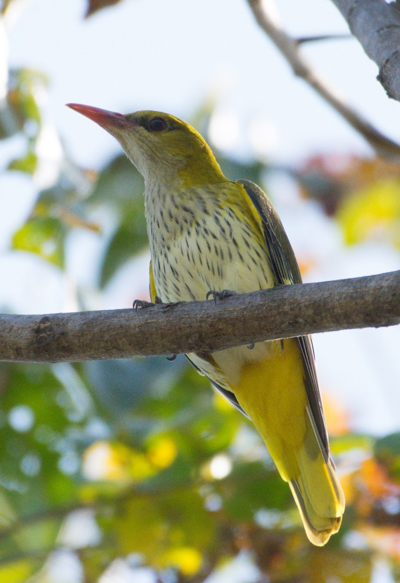 Indian Golden Oriole - ML199118681
