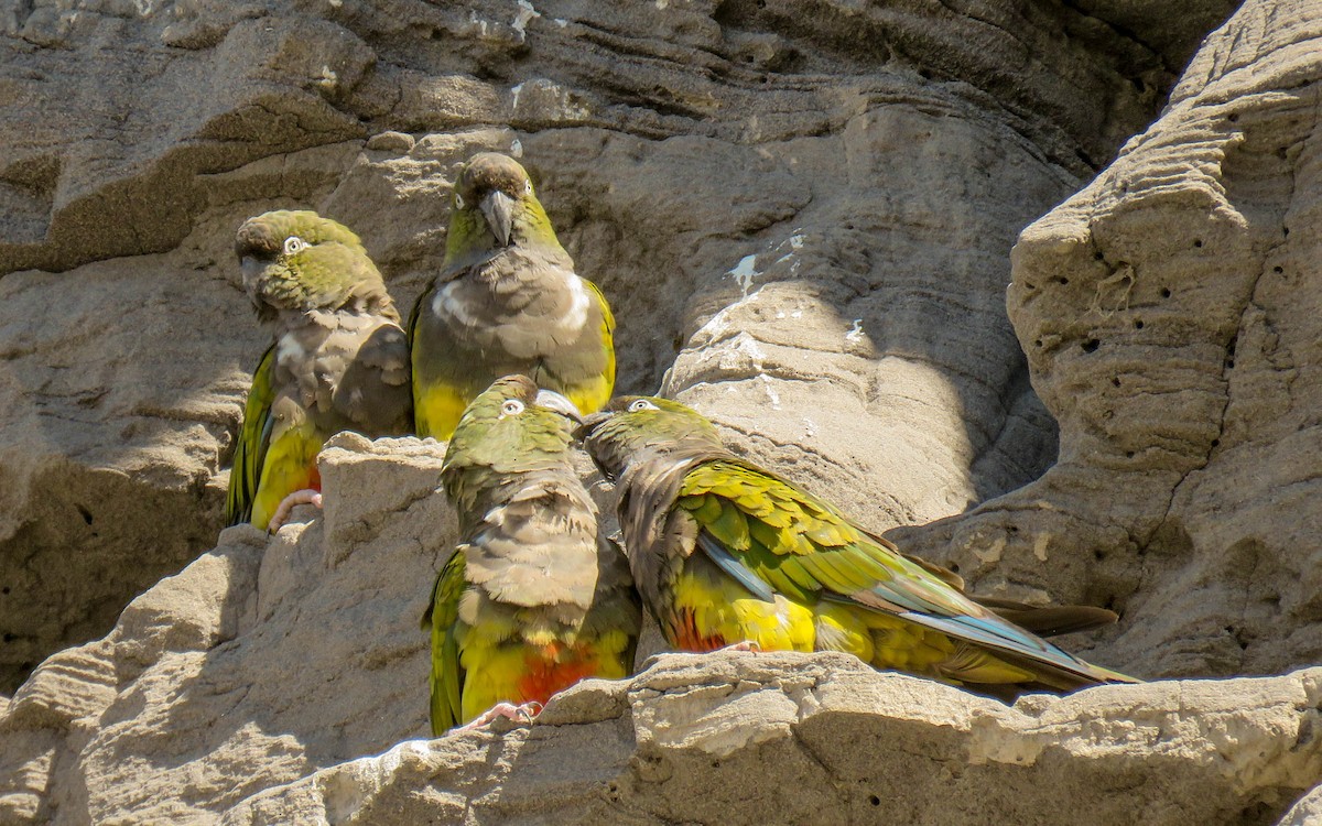 Burrowing Parakeet - Maria del Castillo