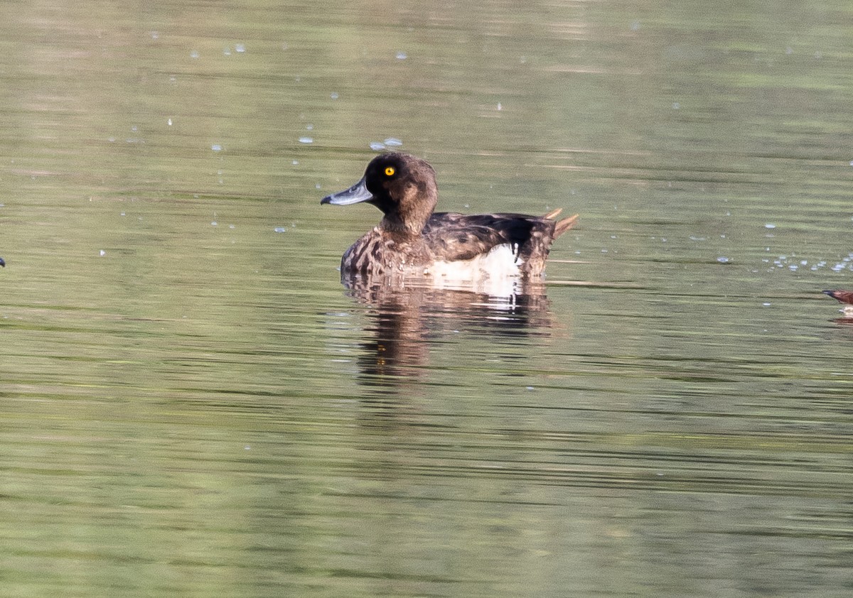 Tufted Duck - ML199120651