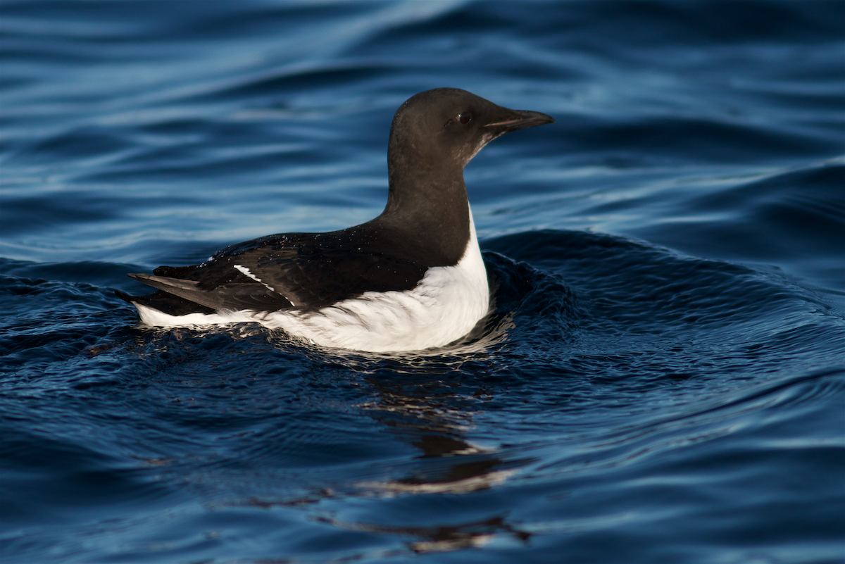 Thick-billed Murre - ML199122291