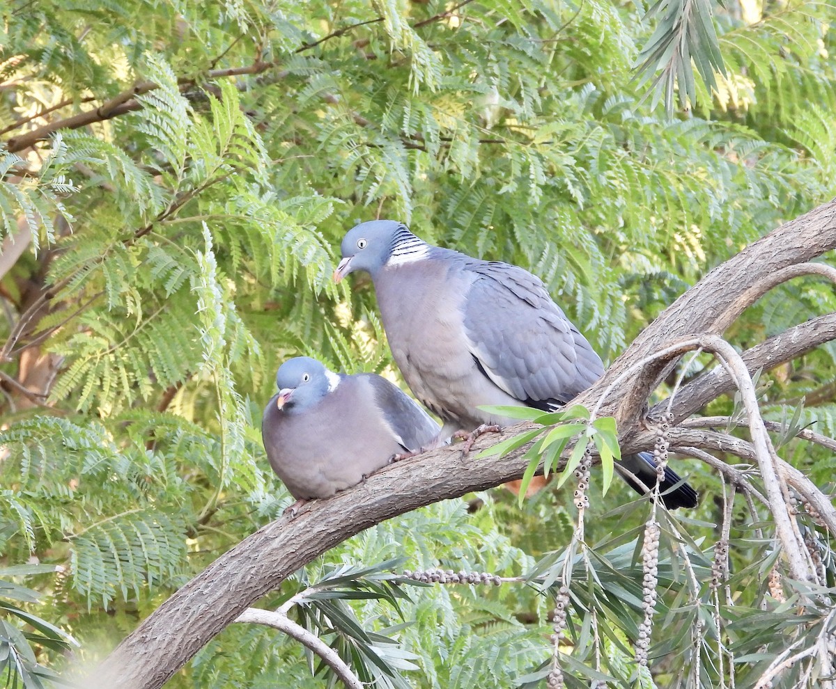 Common Wood-Pigeon - GARY DOUGLAS