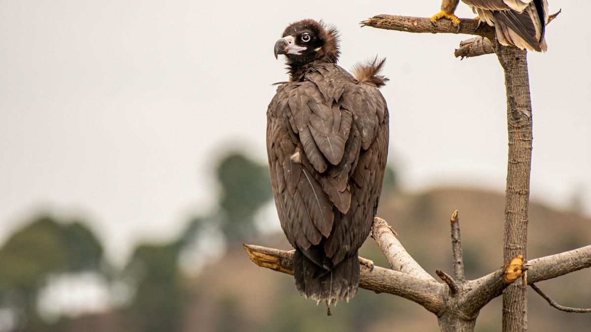 Cinereous Vulture - Parmil Kumar