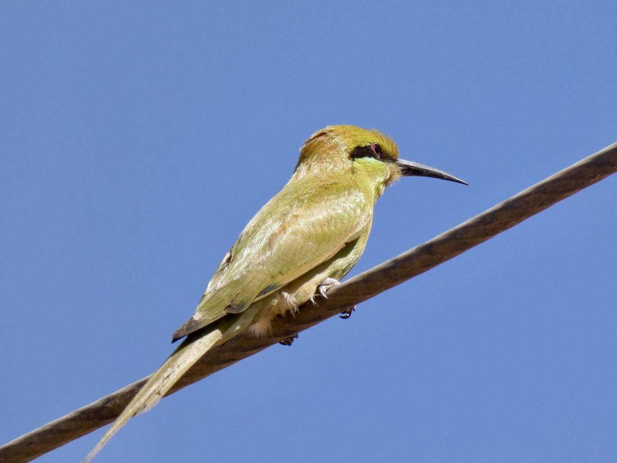 African Green Bee-eater - ML199125831