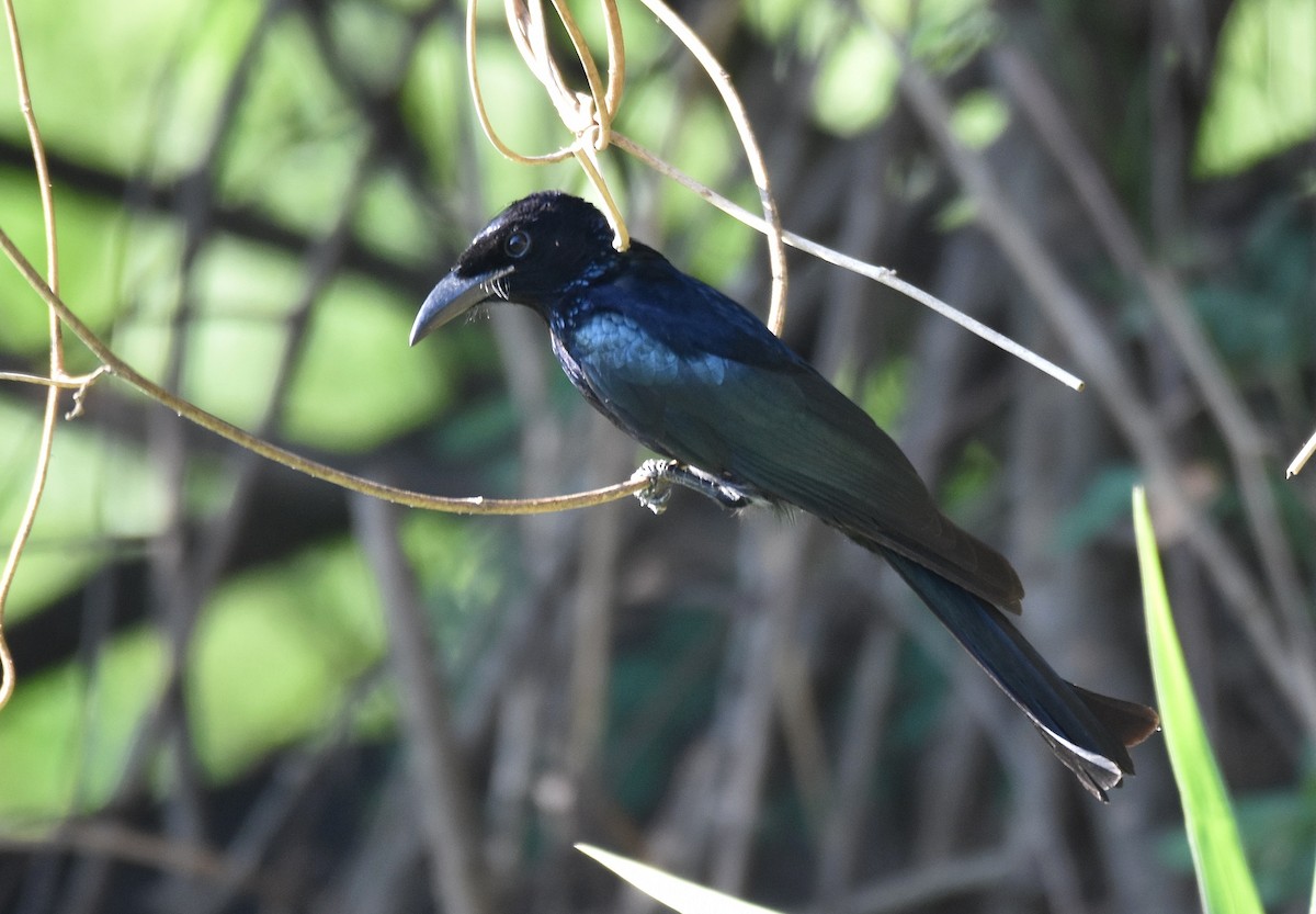 ML199126891 - Hair-crested Drongo - Macaulay Library