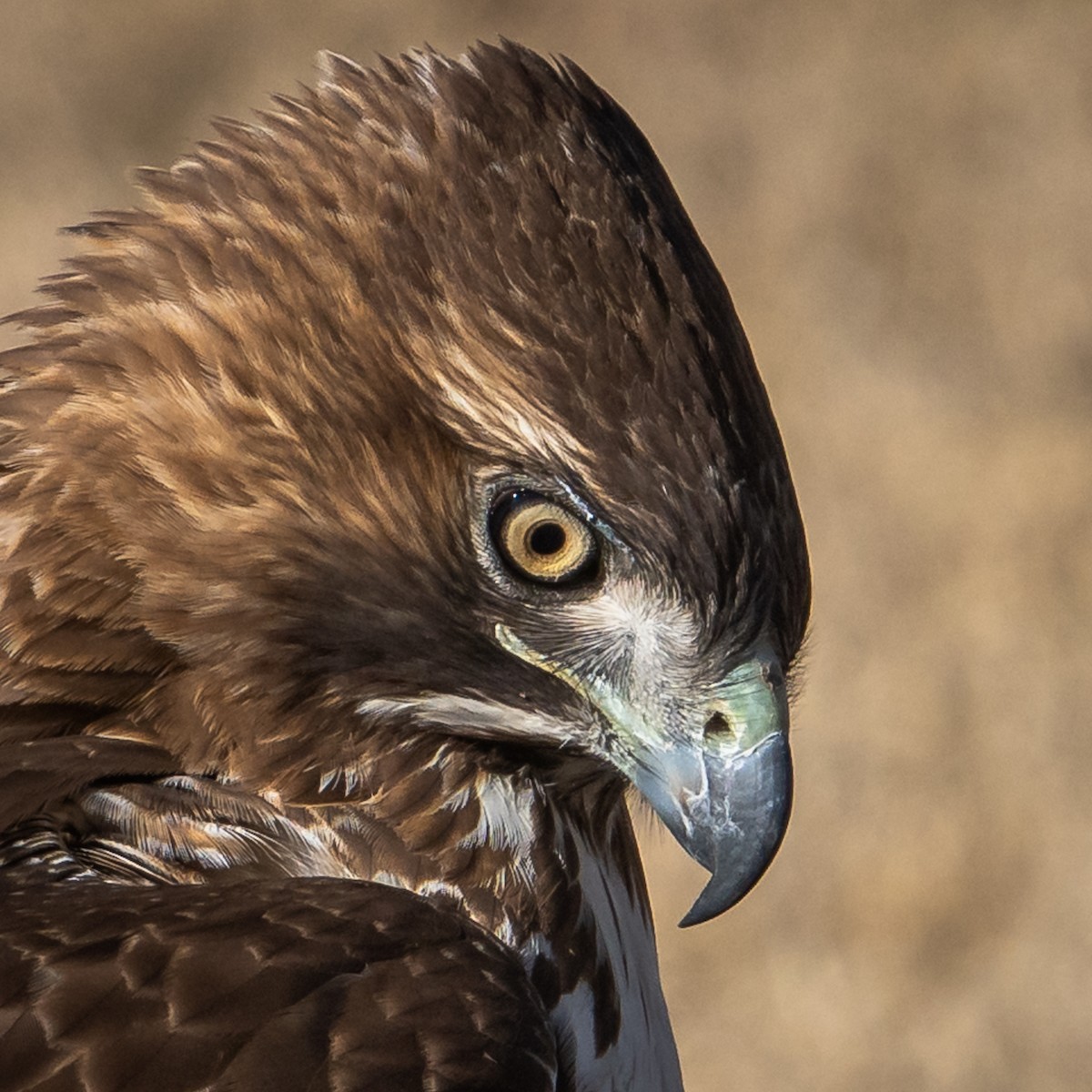 Red-tailed Hawk - ML199127631