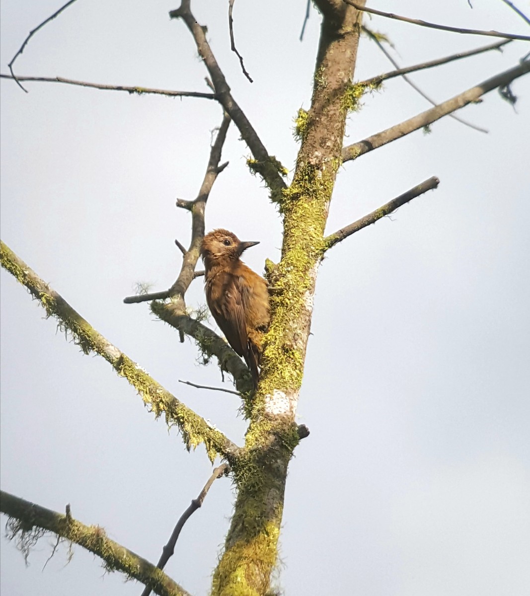 Smoky-brown Woodpecker - danny jumbo