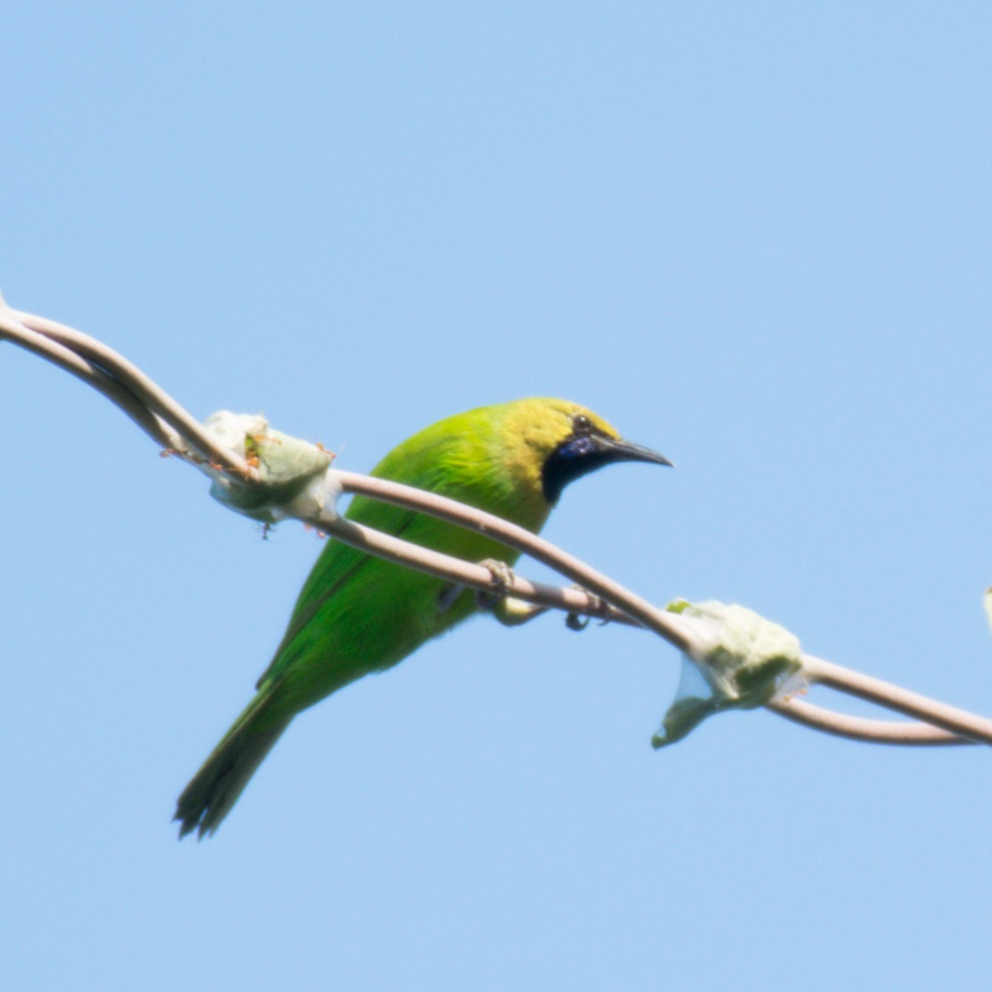 Jerdon's Leafbird - Srinivas Mallela