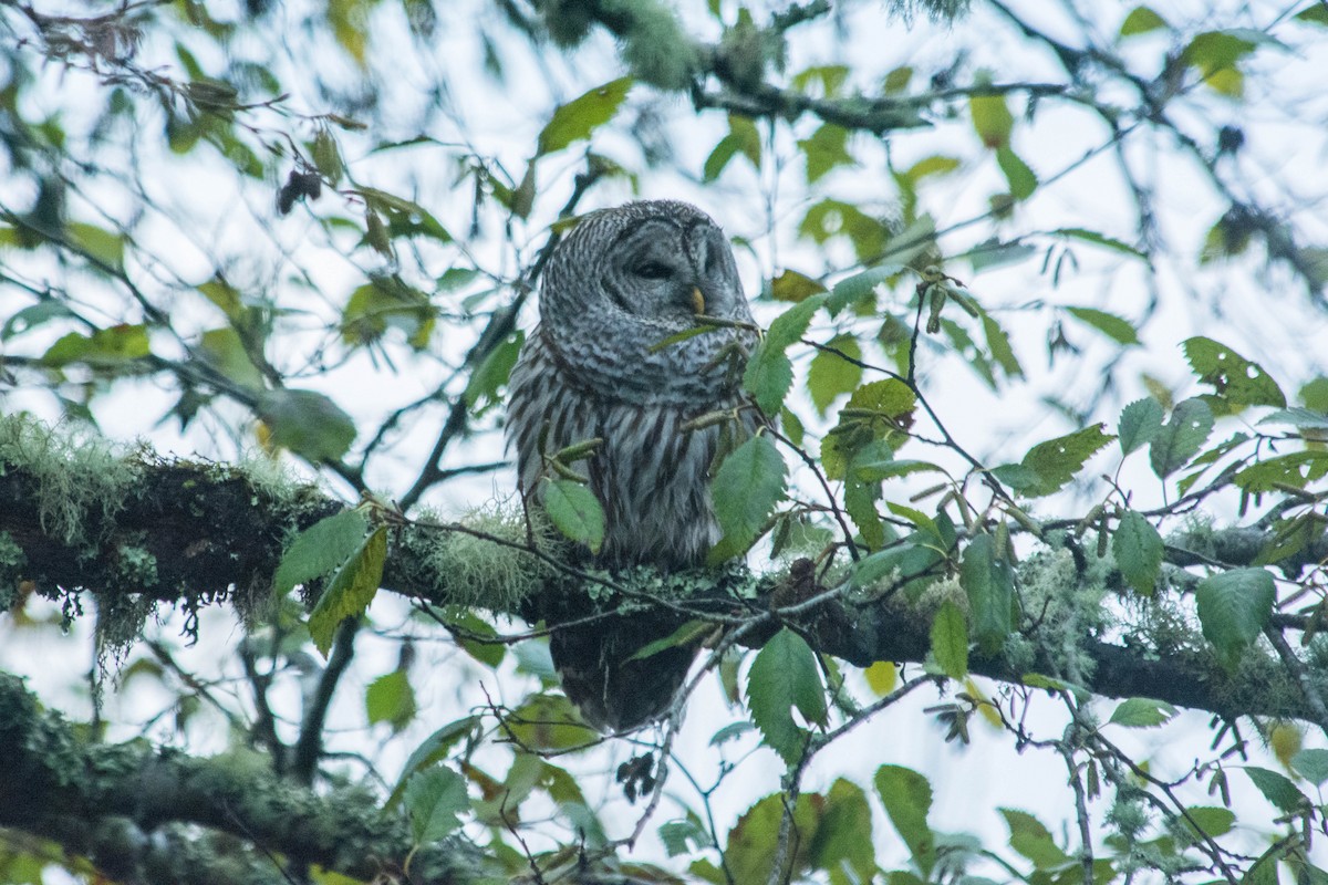 Barred Owl - Joshua Little