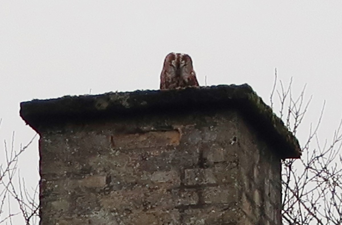 Tawny Owl - ML199151881