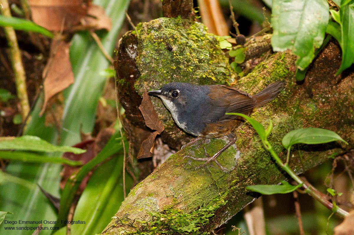 White-breasted Tapaculo - ML199153791