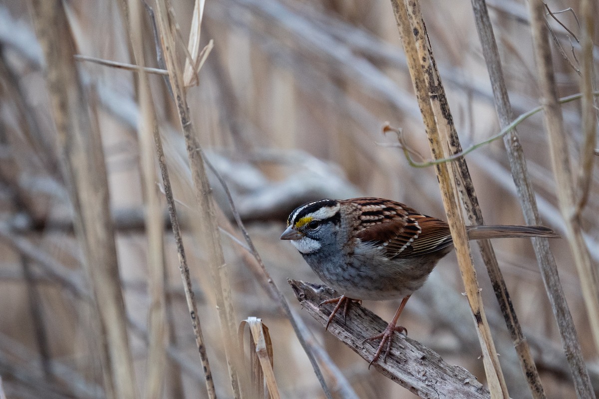 White-throated Sparrow - ML199156251