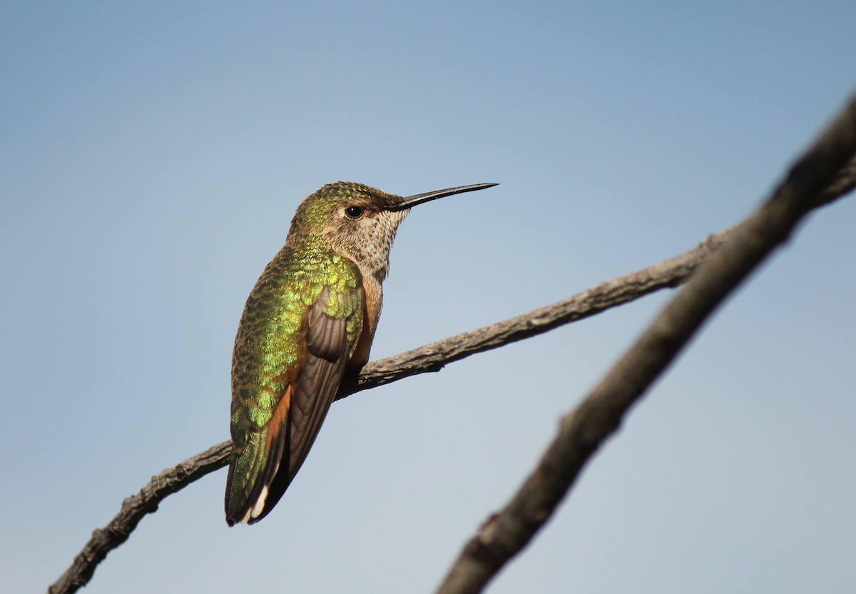 Broad-tailed Hummingbird - ML199158161