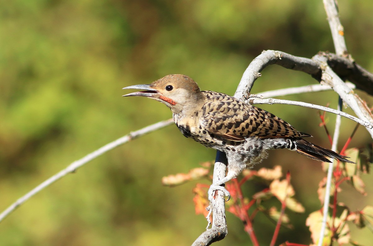 Northern Flicker (Yellow-shafted x Red-shafted) - Logan Lalonde