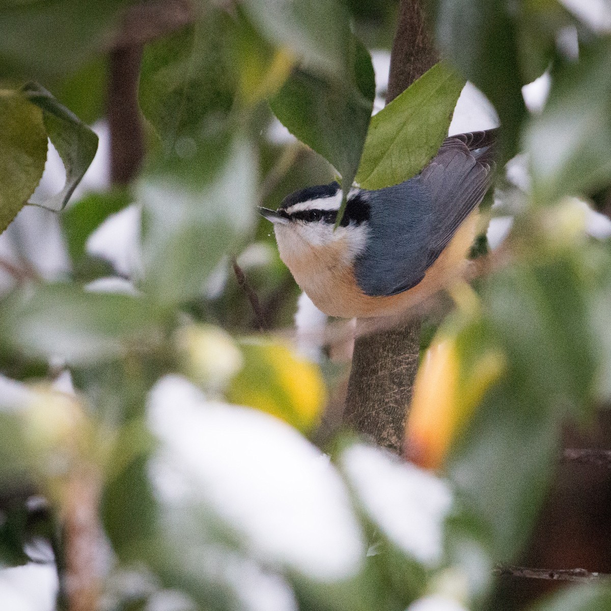 Red-breasted Nuthatch - ML199163941