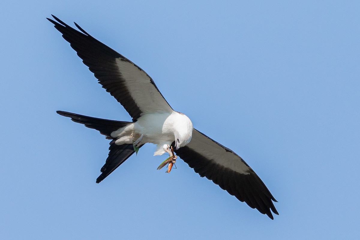 Swallow-tailed Kite - ML199168361