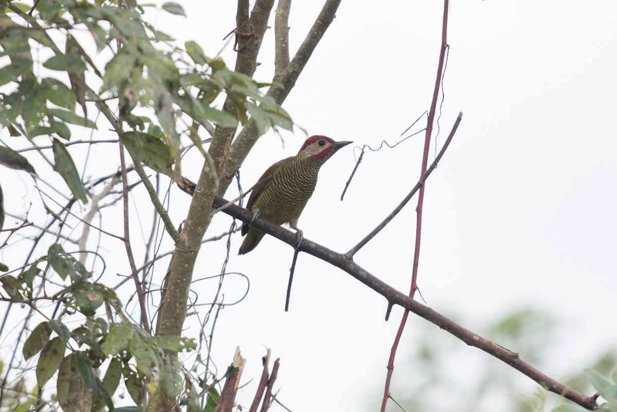 Golden-olive Woodpecker - John C. Mittermeier