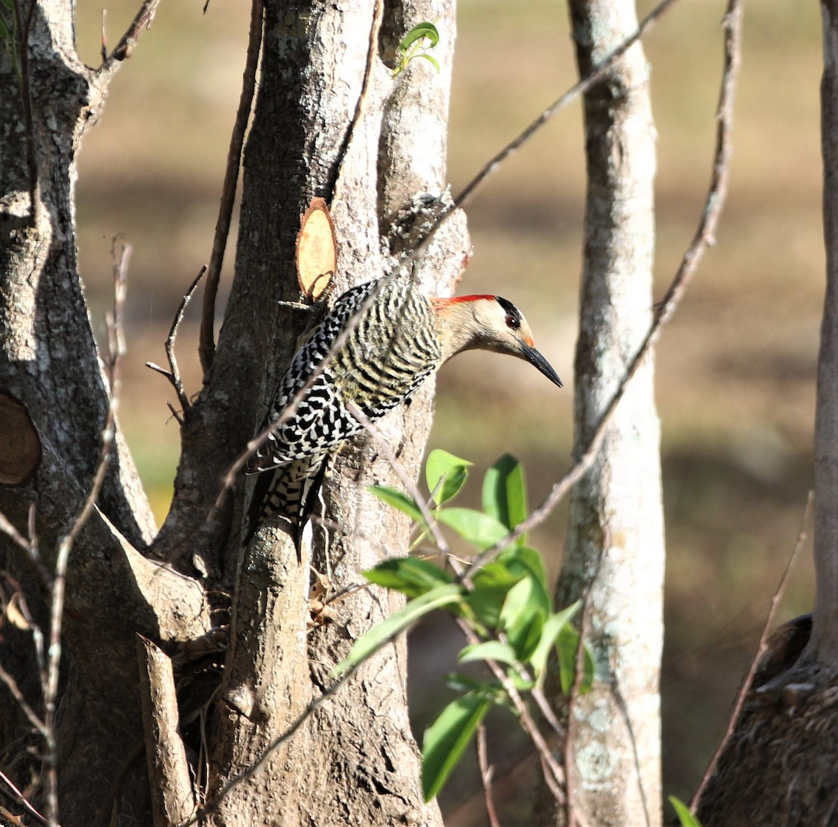 West Indian Woodpecker - ML199170111