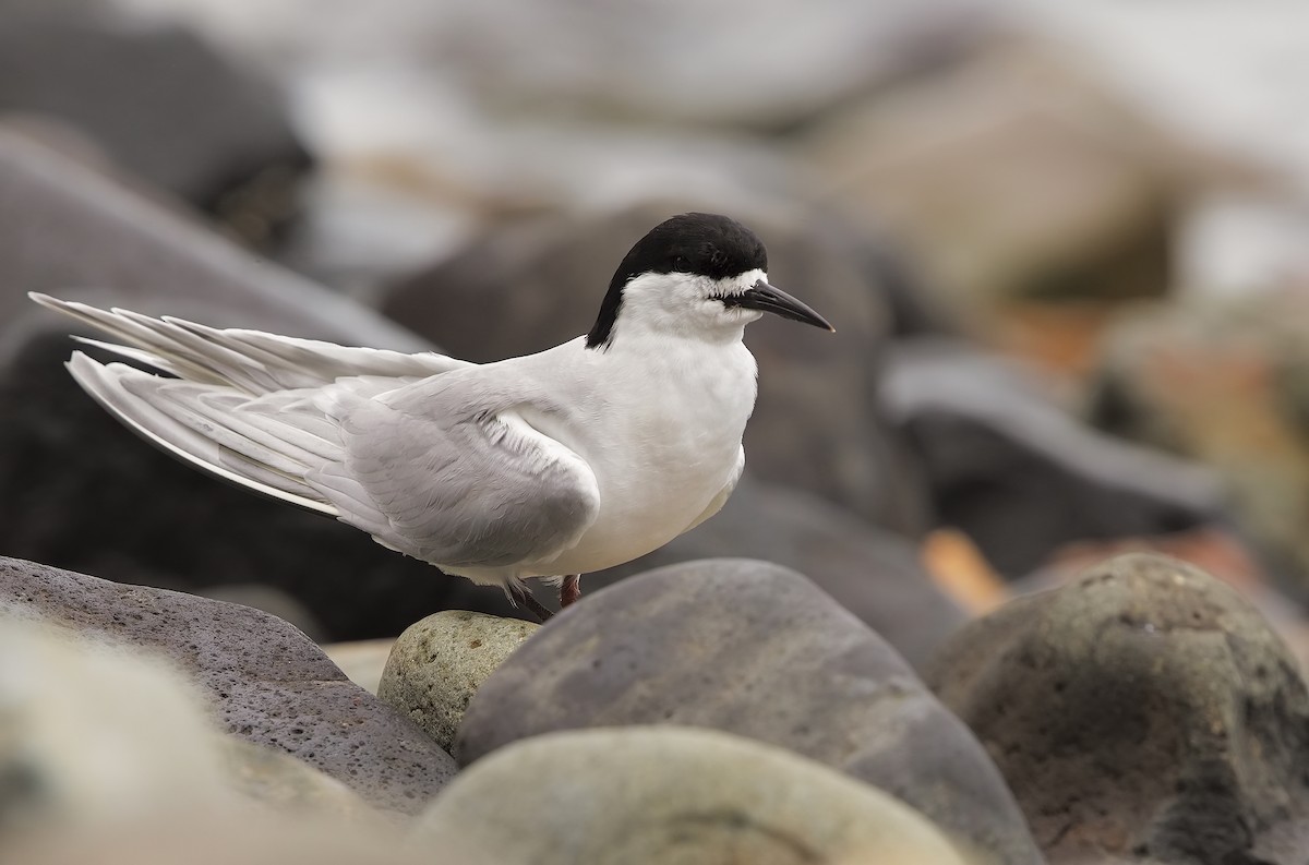 White-fronted Tern - Marco Valentini