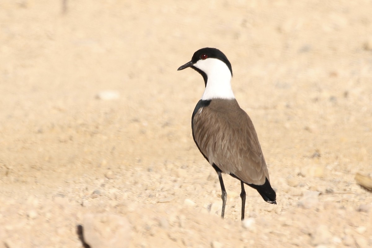 Spur-winged Lapwing - ML199177291