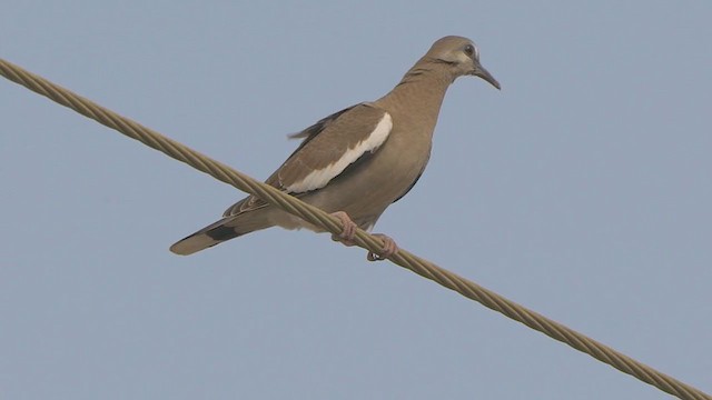 White-winged Dove - ML199178651