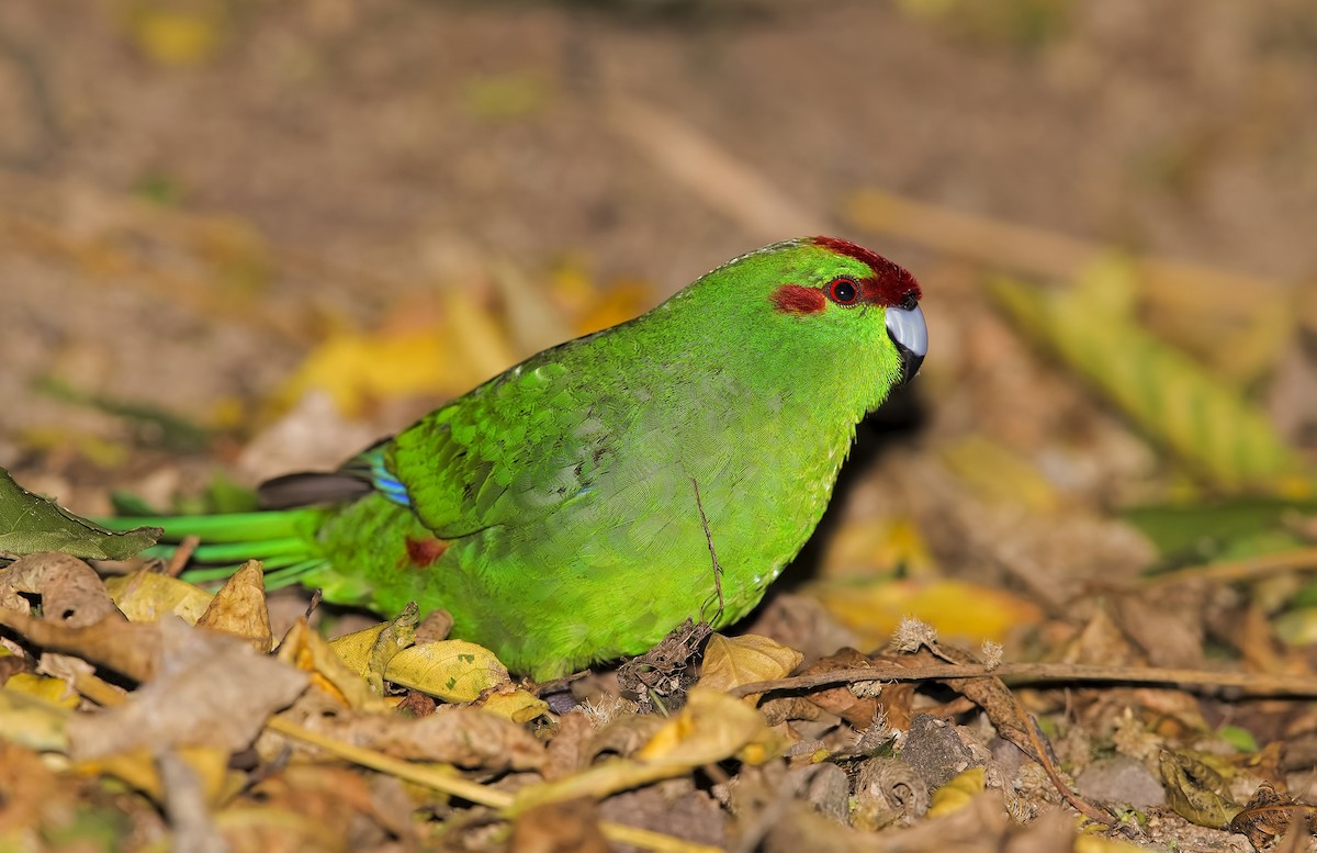 Red-crowned Parakeet - Marco Valentini