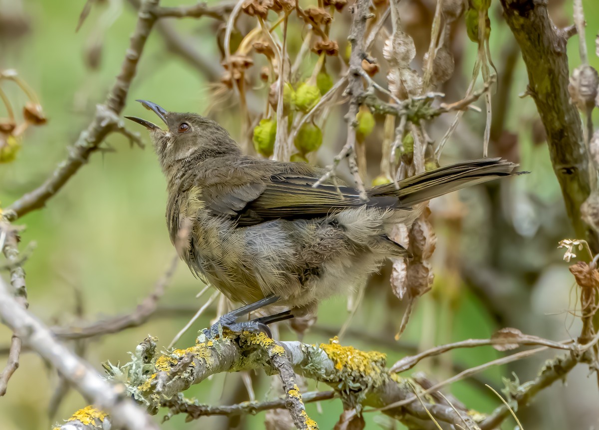 New Zealand Bellbird - Richard Simmonds