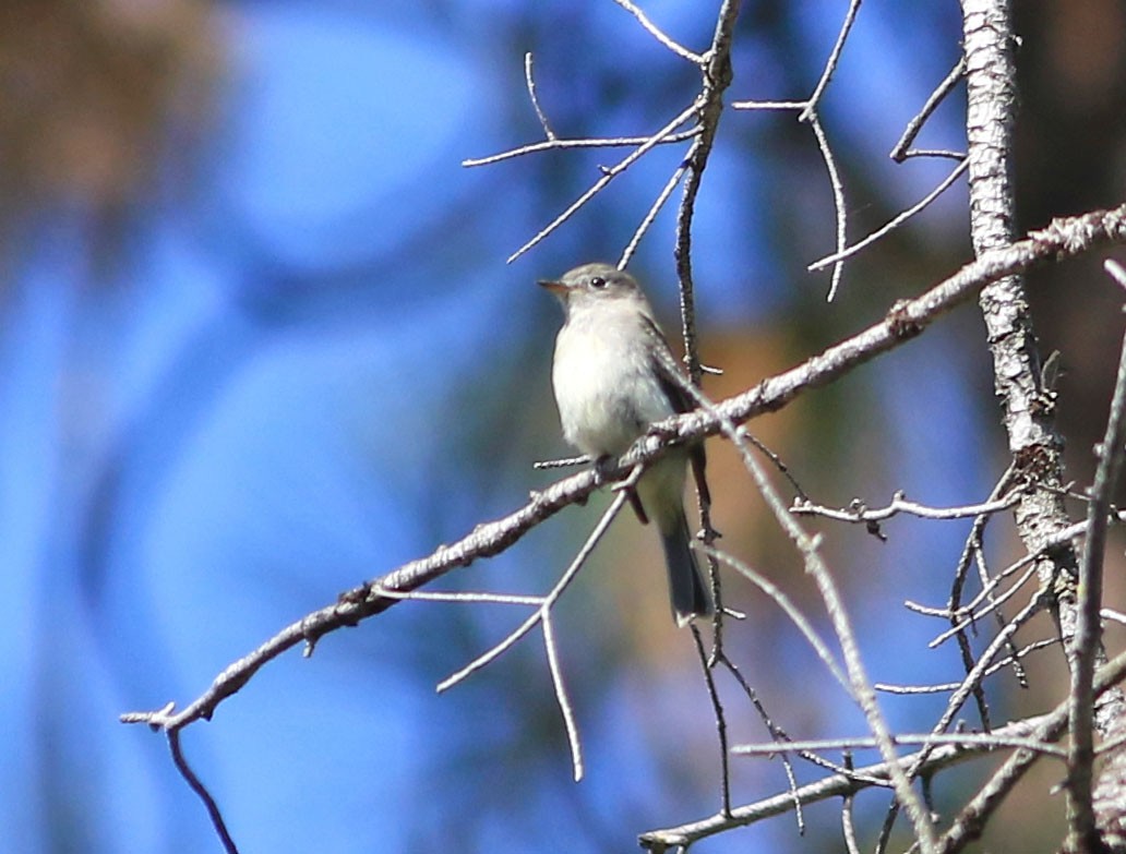 eBird Checklist 22 Aug 2019 KelownaBellevue Crk. South of Canyon