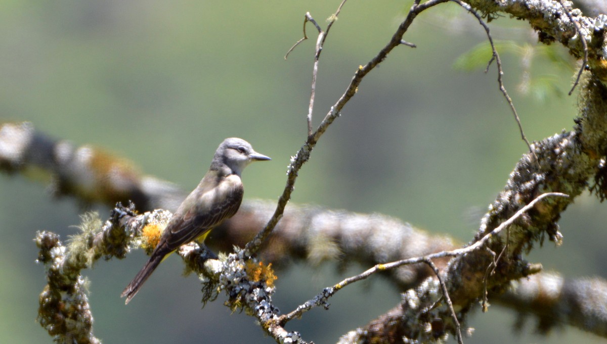 Tropical Kingbird - Esteban Villanueva (Aves Libres Chile)